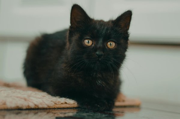 Hoe kun je de vachtverzorging van je hond optimaliseren?